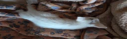 Mixed Breed cats for sale: Snow bengal cross turkish angora kittens  - Advert 8