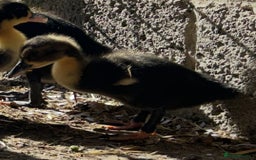 Ducks poultry for sale: Cayuga-Pekin Cross Ducks - Image 2