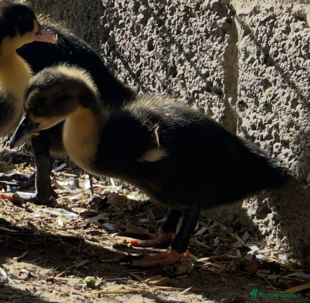 Ducks poultry for sale: Cayuga-Pekin Cross Ducks - Image 2