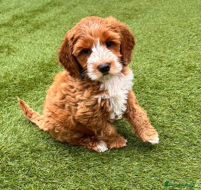 Australian Labradoodle dogs ♥️Adorable girl Pup♥️Australian labradoodle - Advert 2