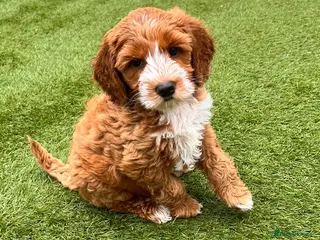 Australian Labradoodle dogs ♥️Adorable girl Pup♥️Australian labradoodle - Advert 2