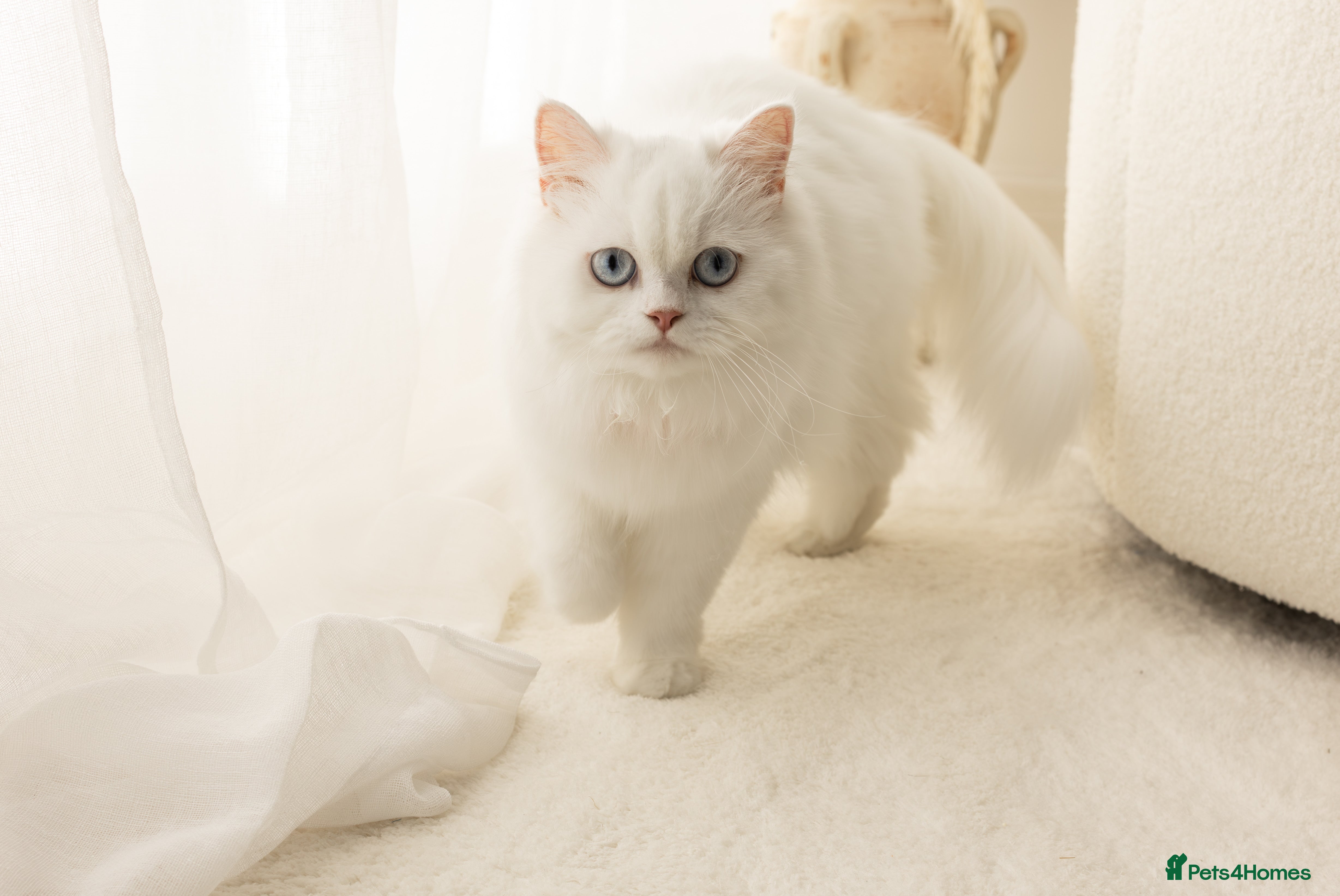 Mixed Breed cats Persian/ragdoll  - Advert 16