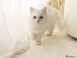 Mixed Breed cats Persian/ragdoll - Advert 1