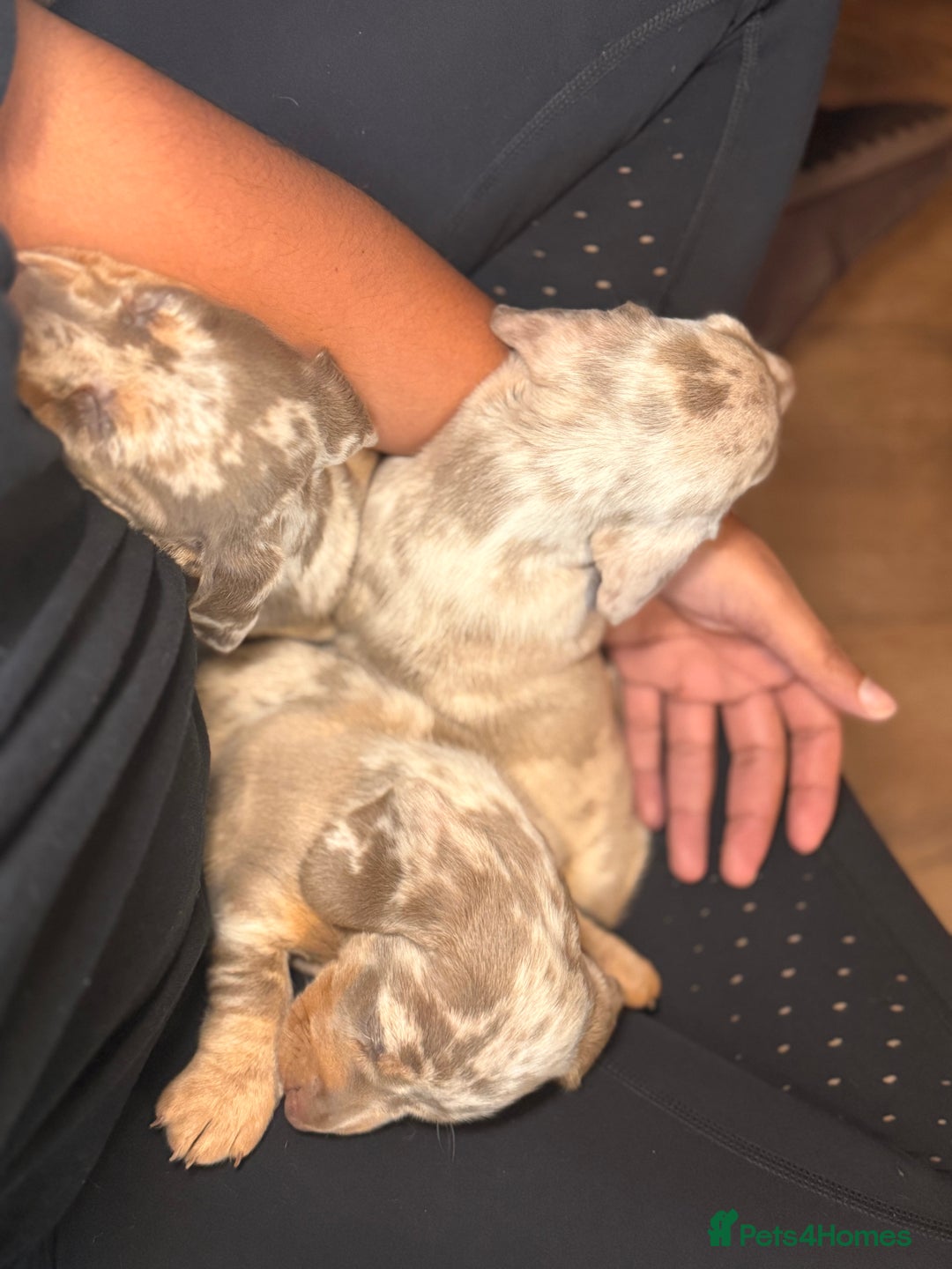 Miniature Dachshund dogs for sale: Beautiful mini dachshund  - Image 17