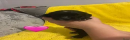 Sprocker dogs for sale: Gorgeous Sprocker Puppies - Advert 8