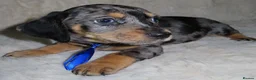 Dachshund dogs for sale: BEAUTIFUL DACHSHUND READY FOR FOREVER HOME!!! in Wolverhampton - Advert 8
