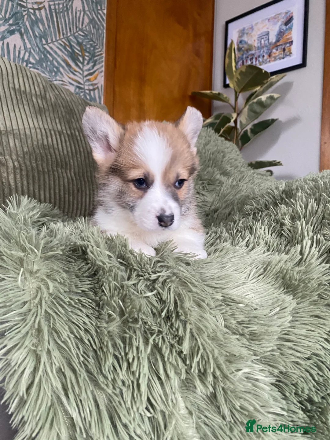Welsh Corgi Pembroke dogs for sale: Pembroke Welsh corgi puppies  - Advert 10