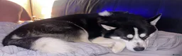 Mixed Breed dogs for sale: Tony-5 year old Siberian husky - Advert 11