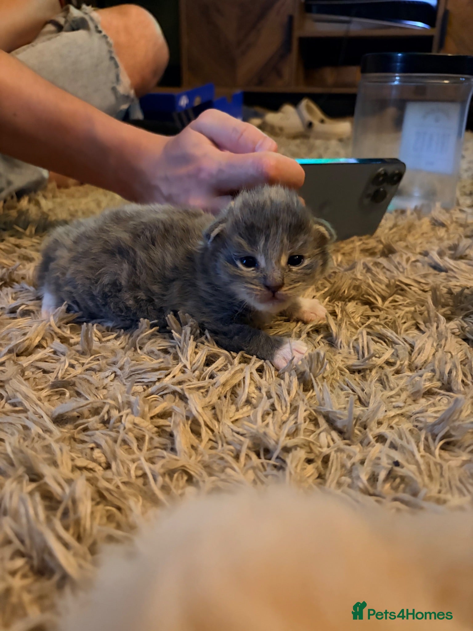 Maine Coon cats Maine coon x kittens 🐈‍⬛  - Advert 13