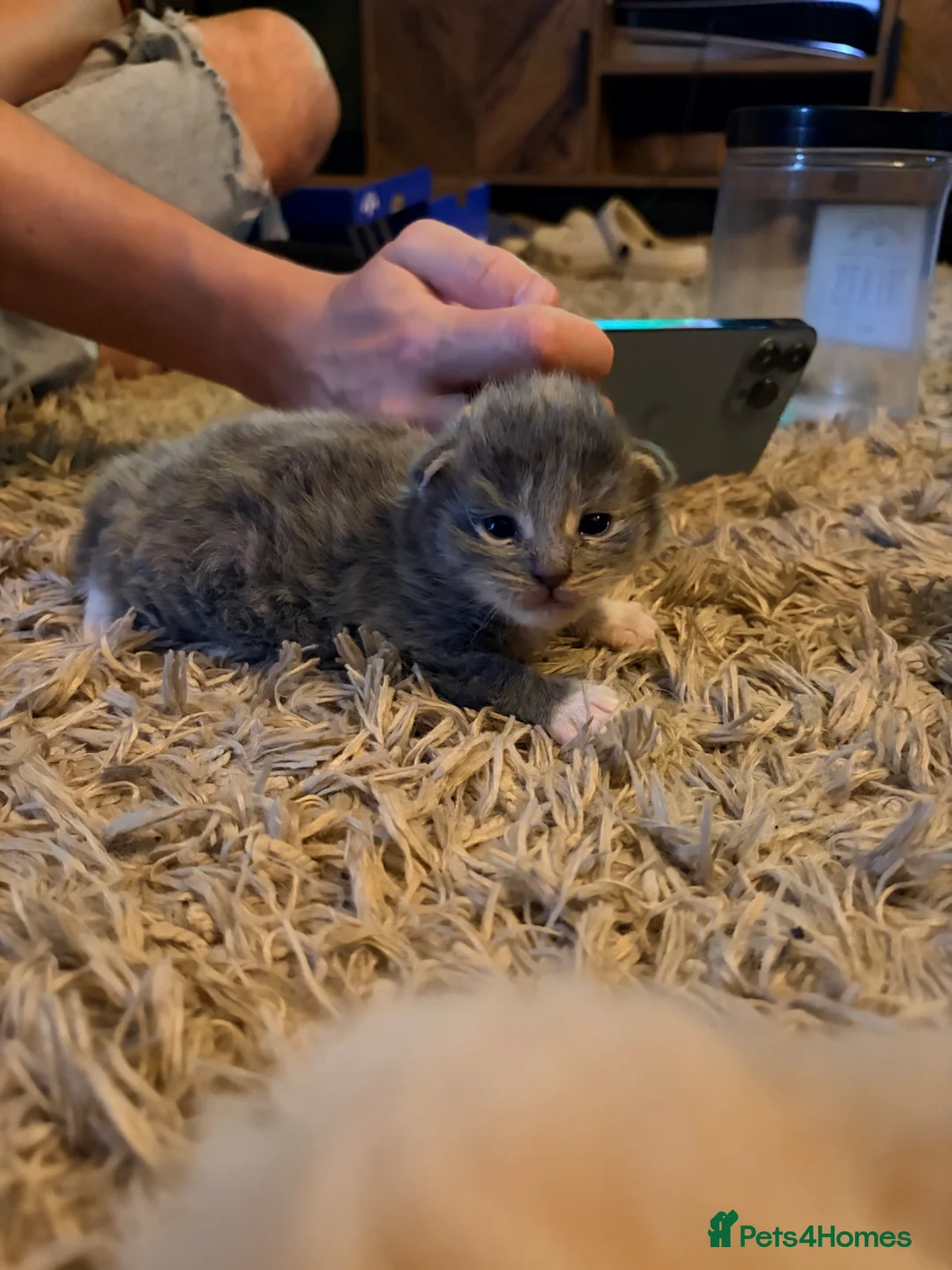 Maine Coon cats for sale: Maine coon x kittens 🐈‍⬛  - Advert 2
