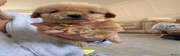 Cavapoo dogs for sale: Luxury small cavapoo - Advert 16