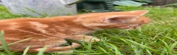Domestic Shorthair cats for sale: Blind kitten in need of a loving home - Advert 4