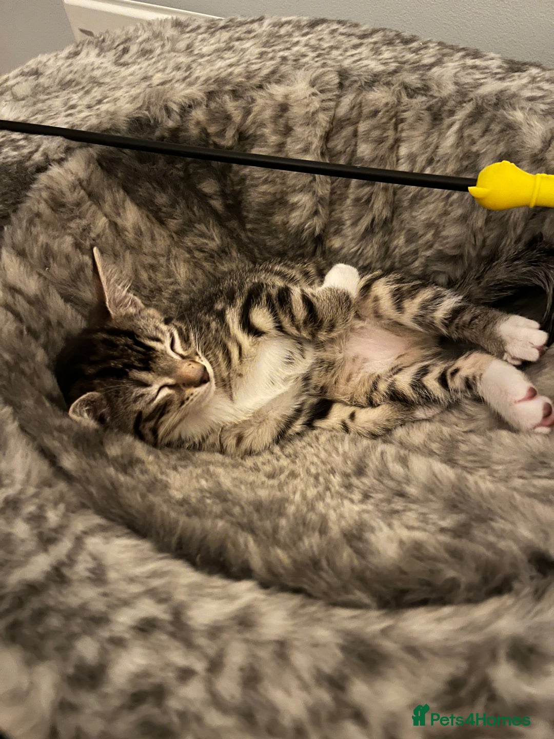 Mixed Breed cats for sale: 4 beautiful kittens looking for new homes  - Advert 6