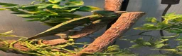 Chameleon reptiles for sale: Veiled (Yemen) Chameleon in Wellingborough - Advert 3