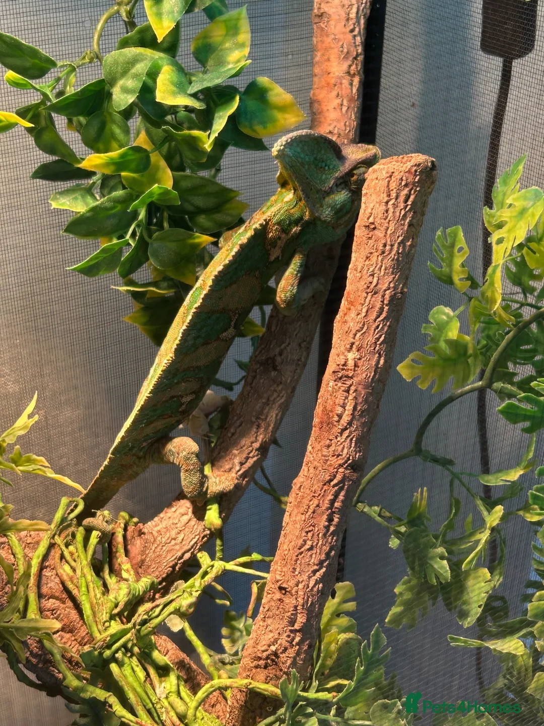 Chameleon reptiles for sale: Veiled (Yemen) Chameleon in Wellingborough - Advert 3