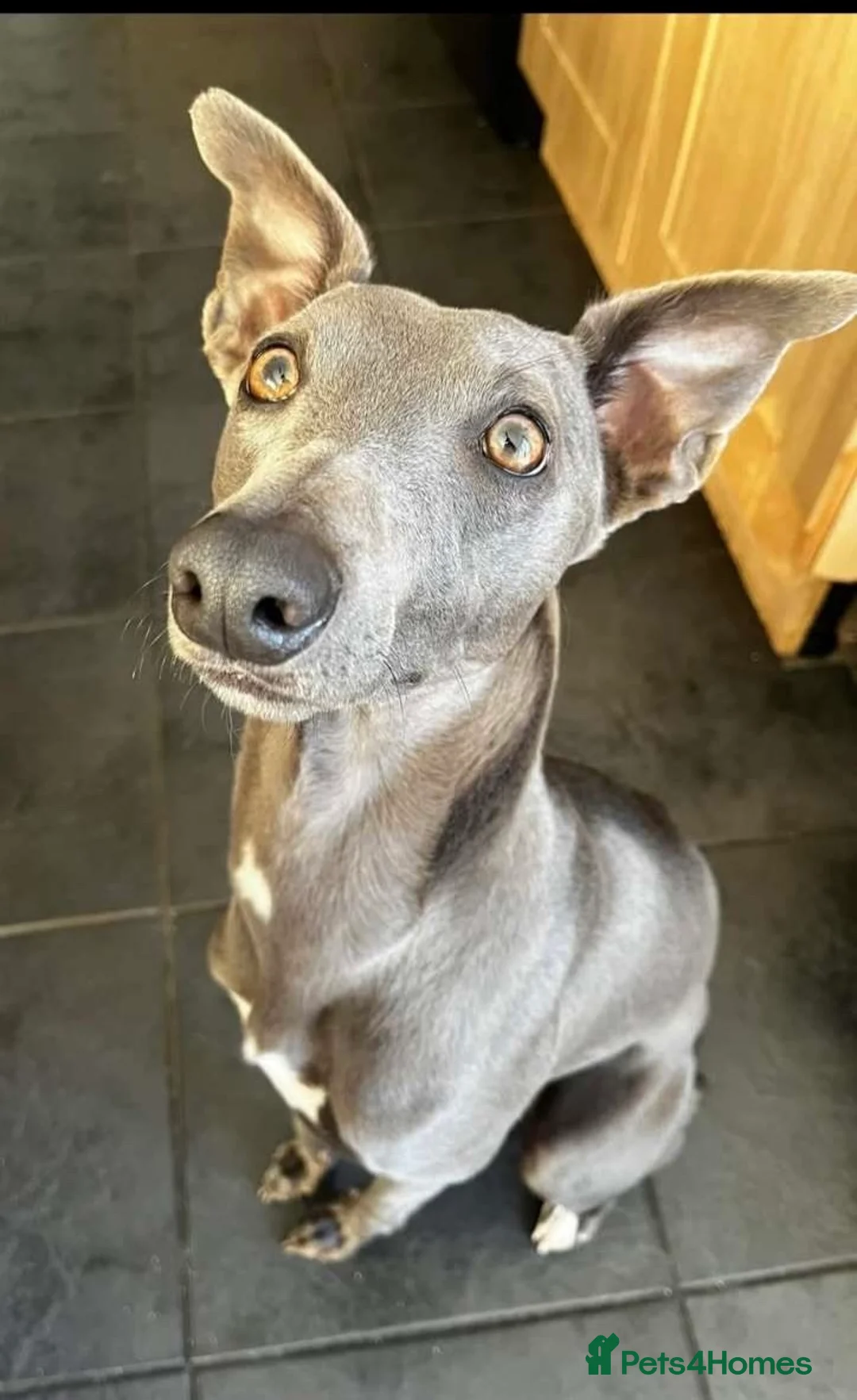 Whippet dogs for sale: Blue male whippet  - Advert 6