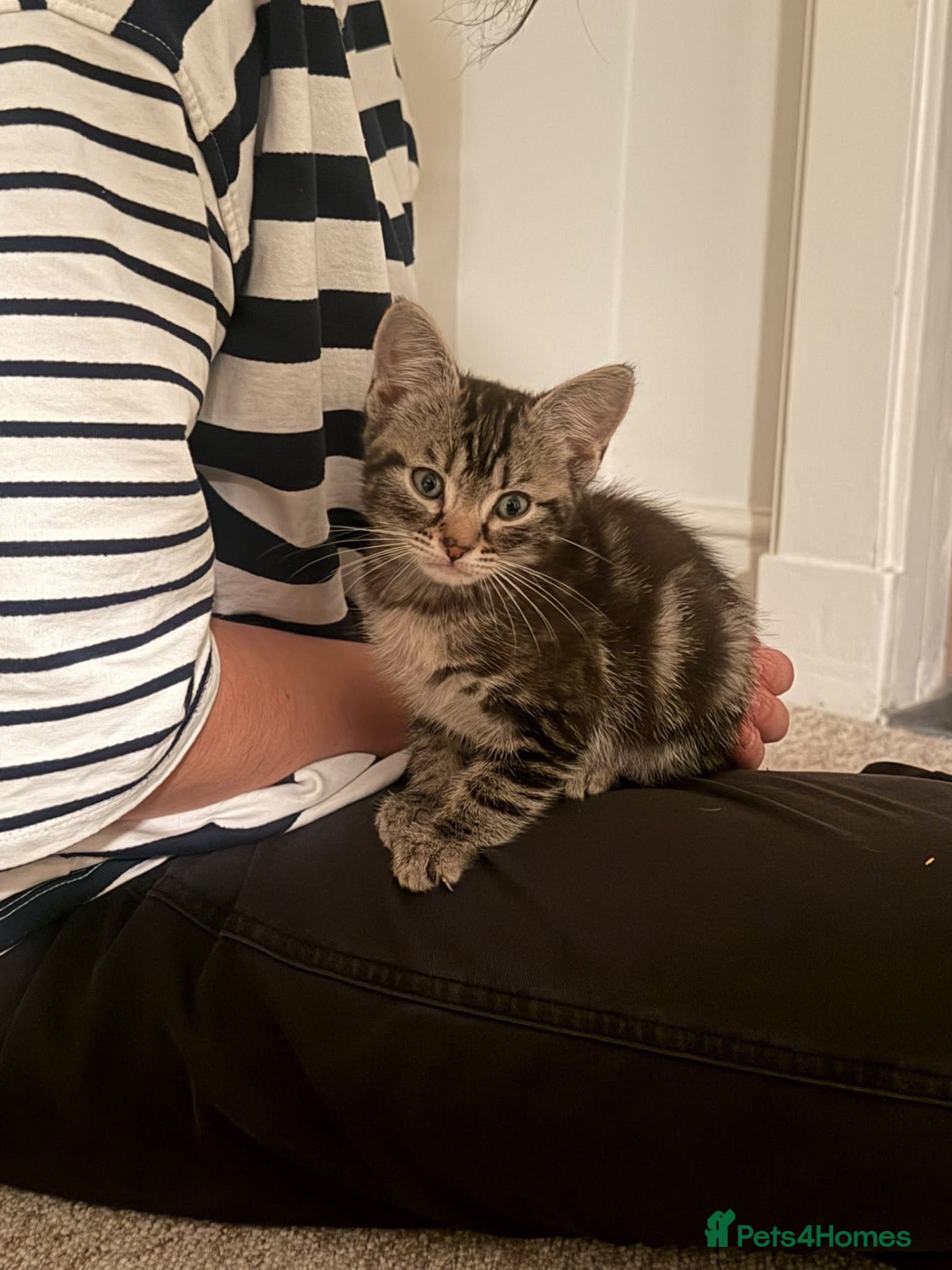 Maine Coon cats for sale: Little maine coon boy cross for sale - Advert 2