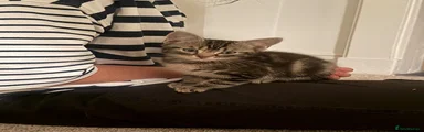 Maine Coon Cross Boy