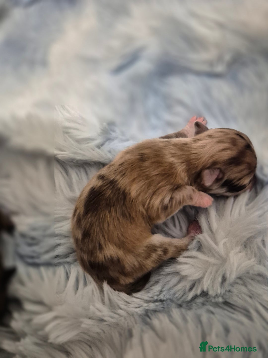 Chihuahua dogs for sale: Long haired chihuahua  - Advert 9