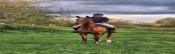 Irish Thoroughbred horses for sale: Fly 16.3hh Allrounder Gelding  in Shrewsbury - Advert 2