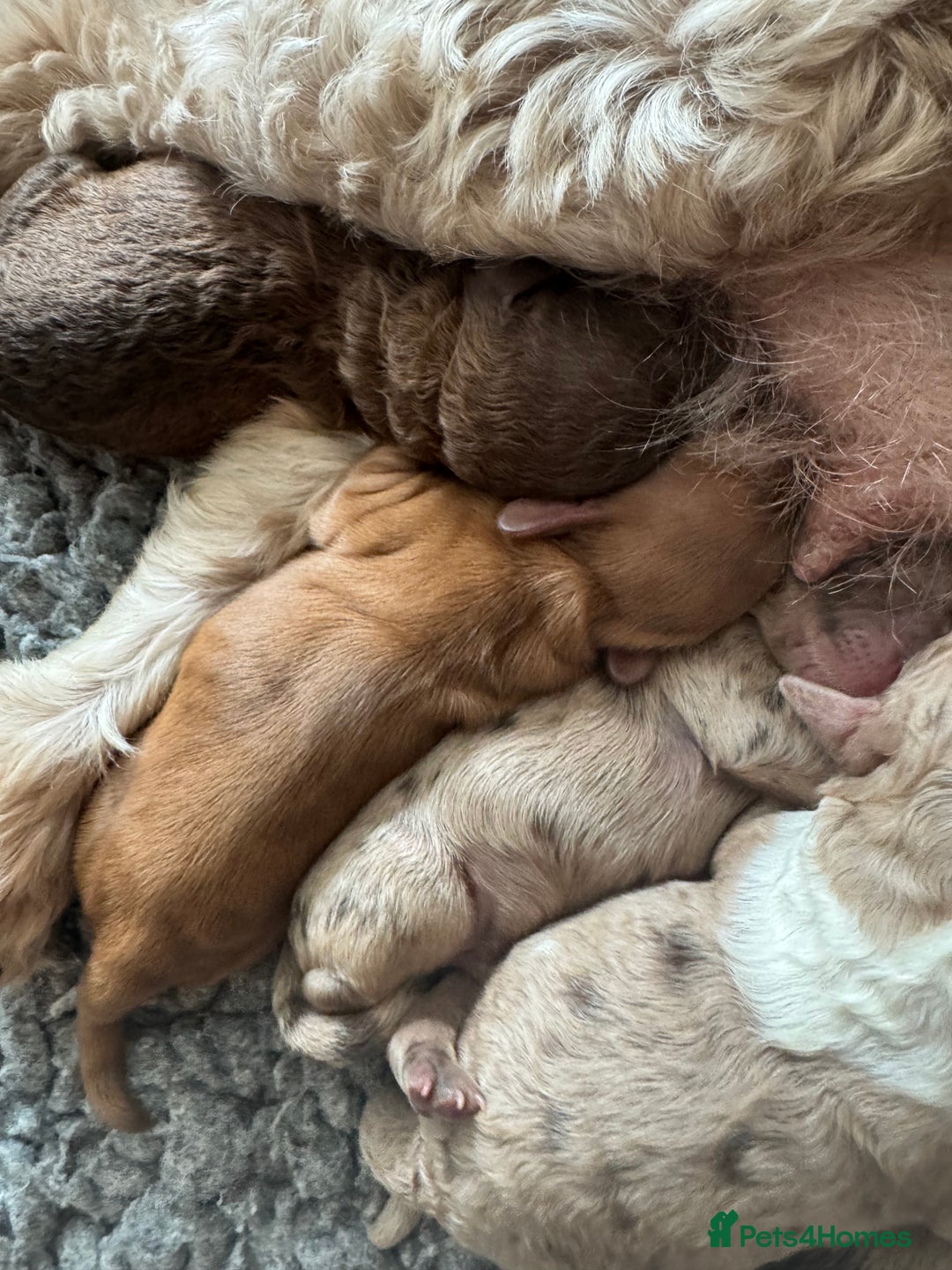 Cockapoo dogs for sale: DNA TESTED cockapoo puppies, ready 25th November - Image 3