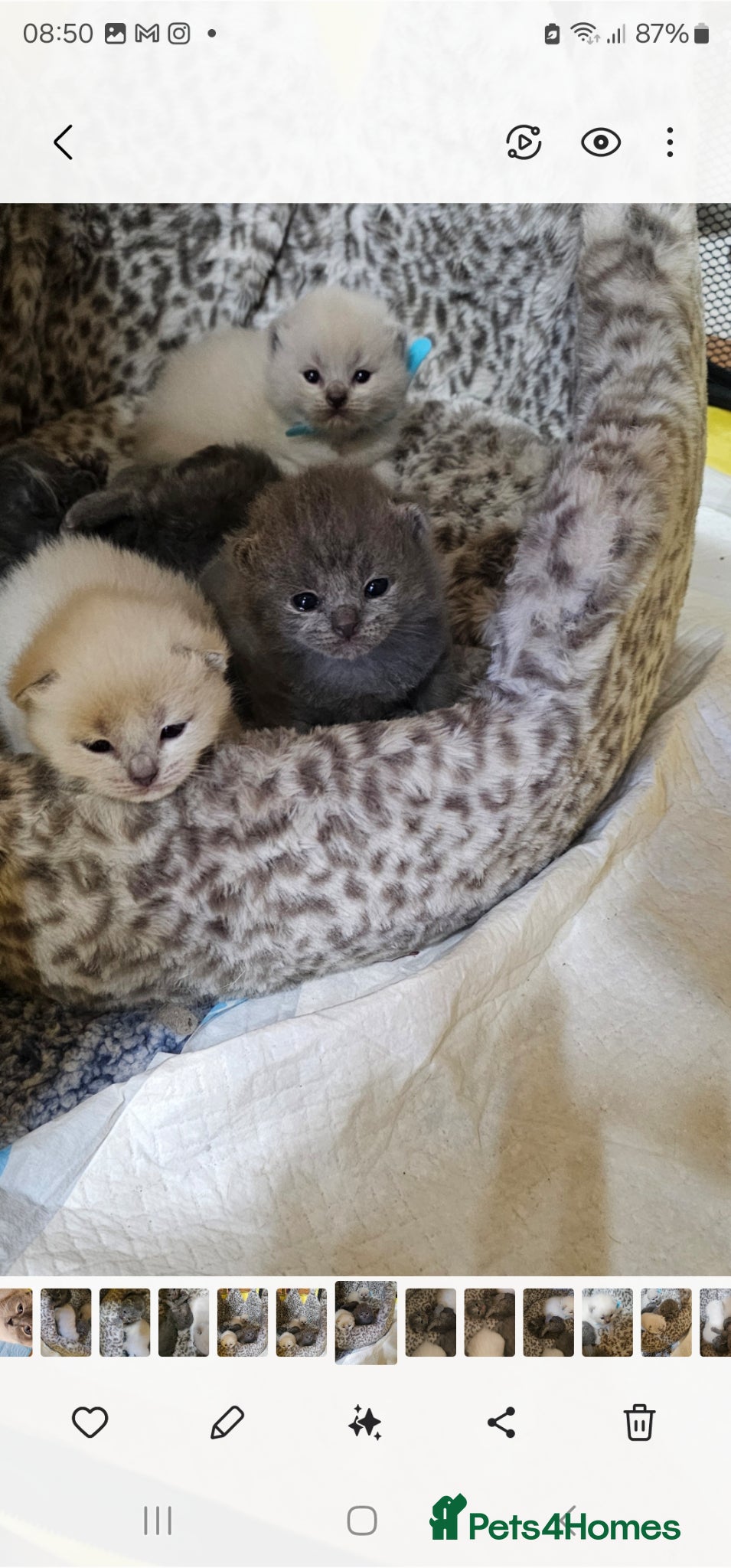 British Shorthair cats for sale: 4 bsh kittens - Advert 7