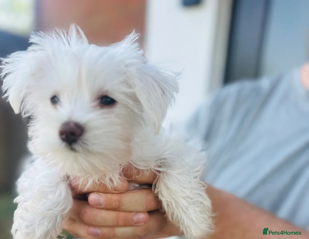 Miniature Schnauzer dogs for sale: 🐾 CHOCOLATE GENE KC MINIATURE SCHNAUZER 🐾 - Advert 1