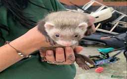 Ferret rodents for sale: Bonded brothers  - Image 5