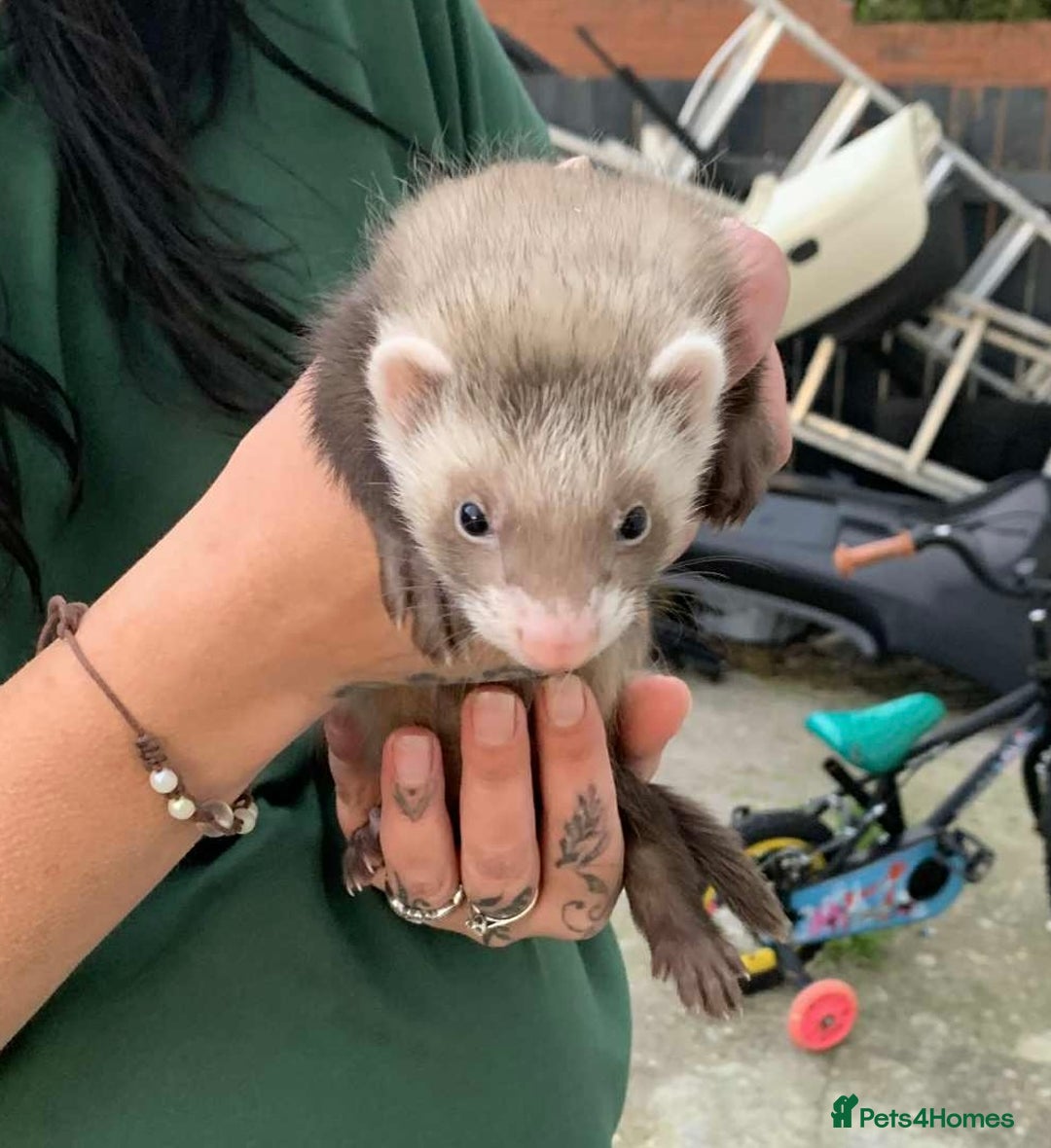 Ferret rodents for sale: Bonded brothers  - Image 5