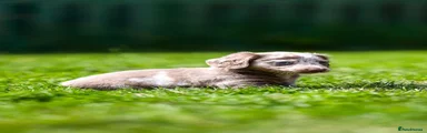 Miniature Dachshund 3
