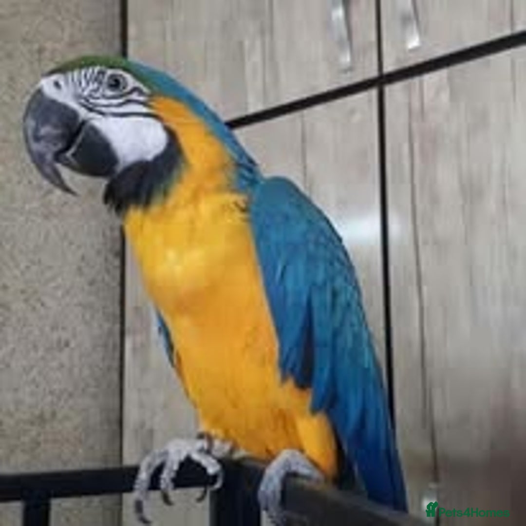 Macaws birds for sale: Blue and Gold Macaw  for sale  - Advert 2