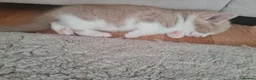 Mixed Breed cats for sale: 3 beautiful kittens - Advert 3