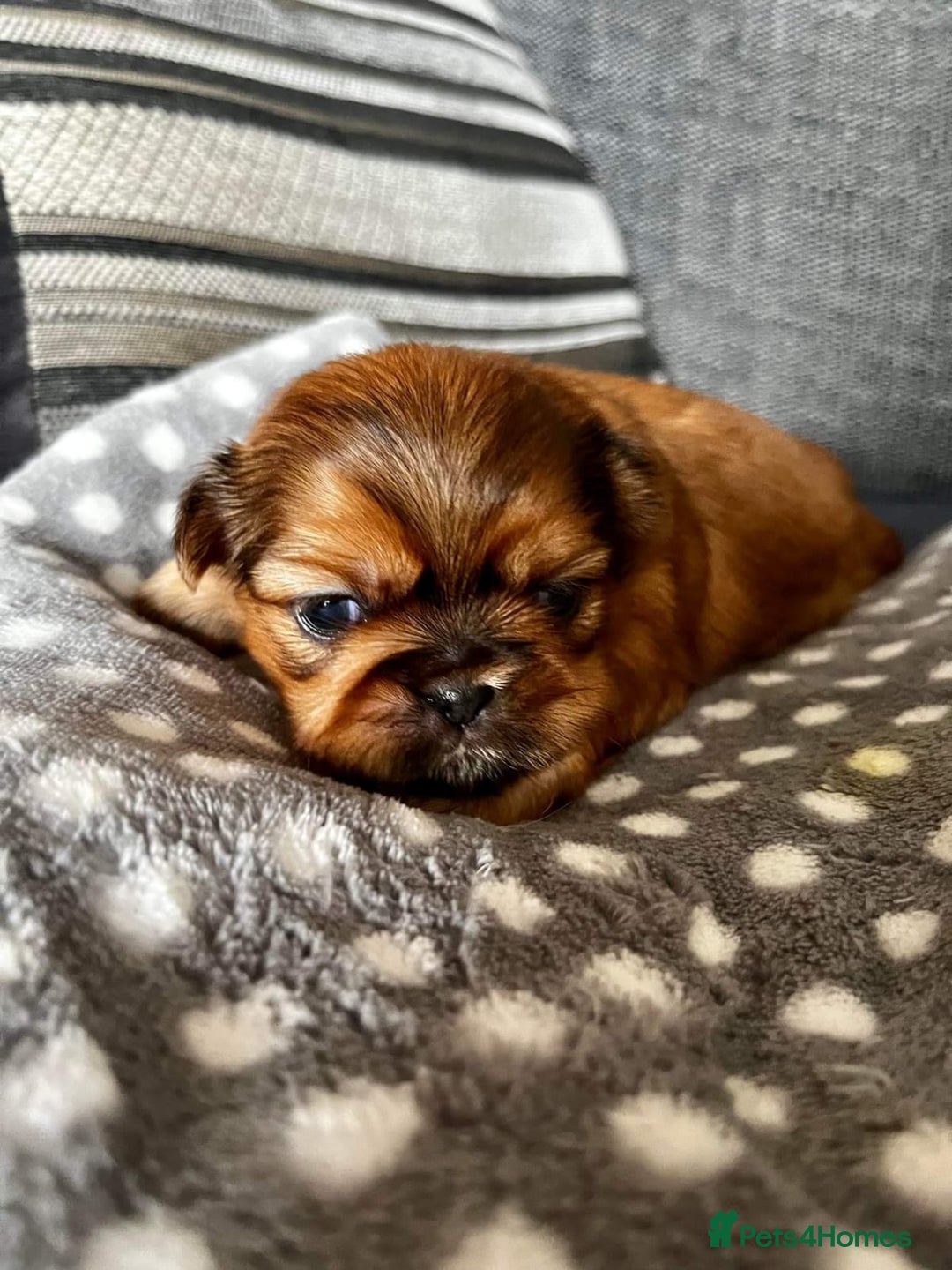 Shih Tzu dogs for stud: Stunning shihtzu stud in Wrexham - Advert 5