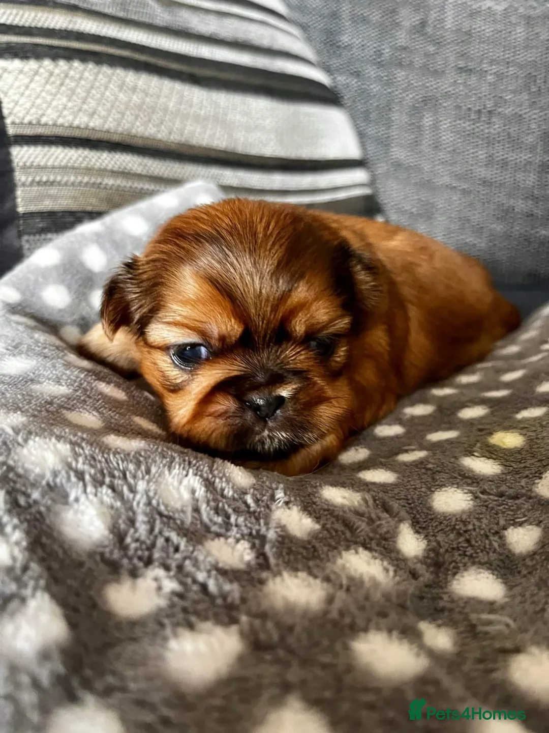 Shih Tzu dogs for stud: Stunning shihtzu stud in Wrexham - Advert 5