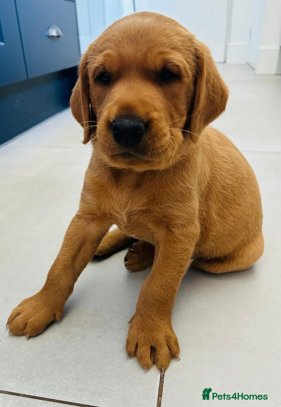 Labrador Retriever dogs for sale: Fox Red Labrador Puppies - Advert 2
