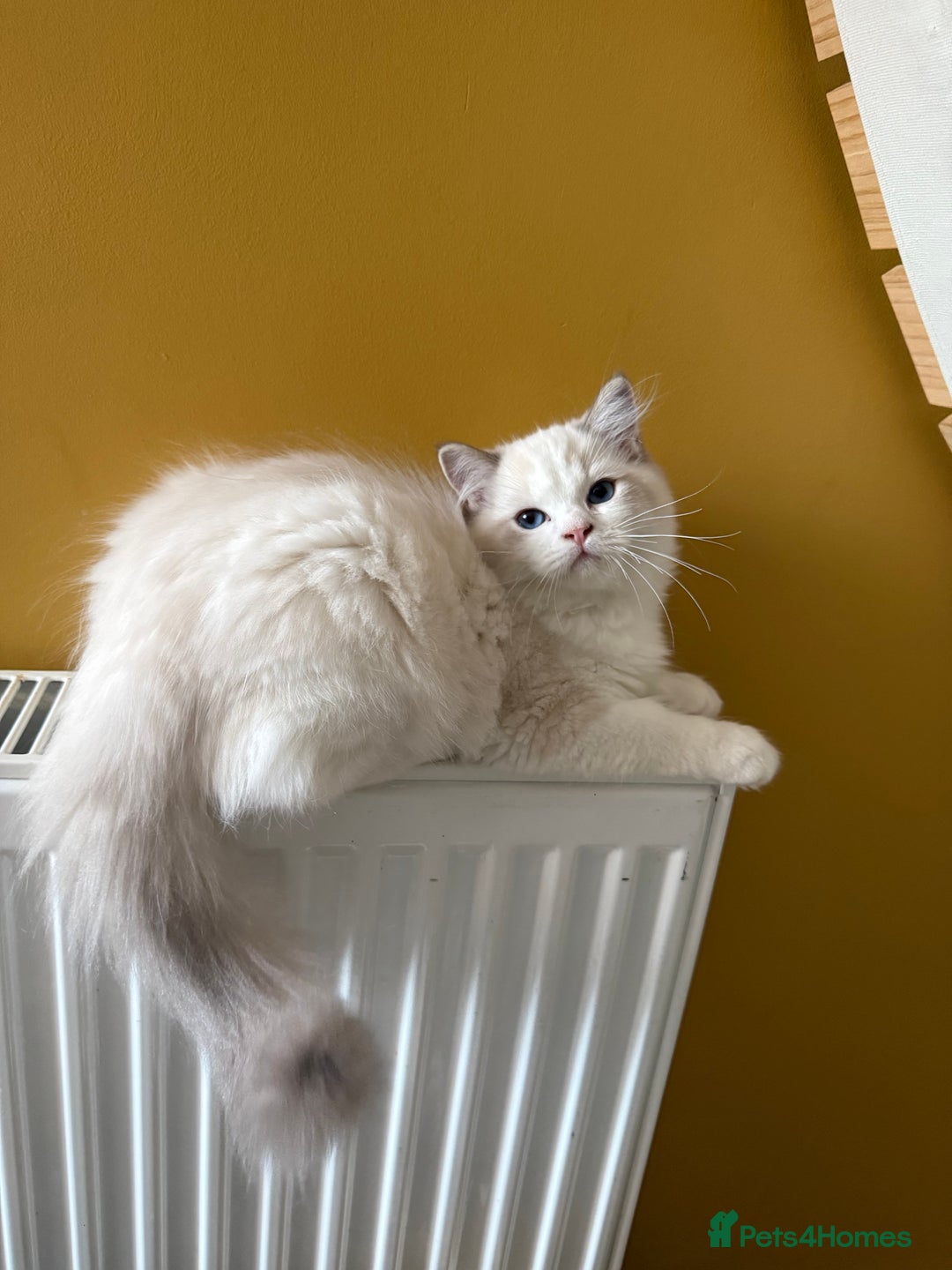 Ragdoll cats for sale: European ragdolls ***READY NOW*** - Image 4