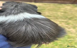 Guinea Pig rodents for sale: 4 gorgeous male guinea pigs available - Image 8