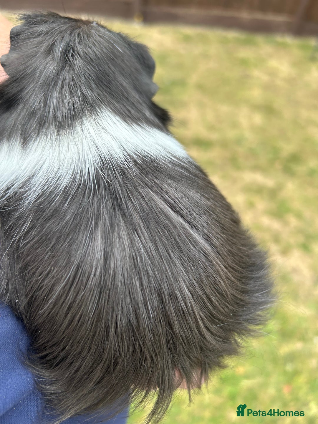 Guinea Pig rodents for sale: 4 gorgeous male guinea pigs available - Image 8
