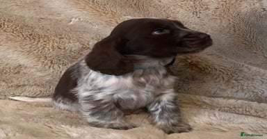 Cocker Spaniel dogs - Advert 2