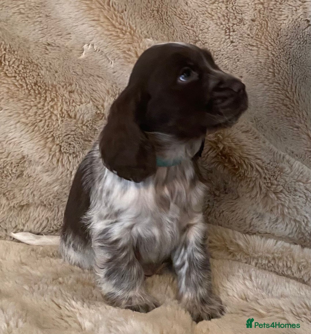 Cocker Spaniel dogs for sale: Adorable Show Cocker Puppies - Image 4