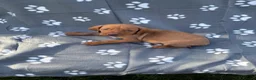 Hungarian Vizsla dogs for sale: Beautiful KC Reg Hungarian Vizsla Puppies - Advert 37