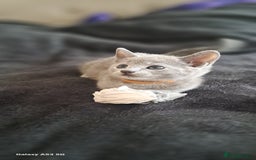 Russian Blue cats for sale: TICA Russian Blue Kittens Pedigree - Image 2