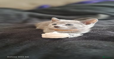 Russian Blue cats - Advert 4