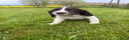 English Springer Spaniel dogs for sale: SPRINGER SPANIEL PUPPIES - Advert 4