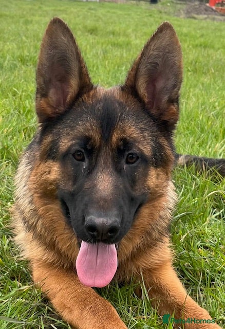 German Shepherd dogs Outstanding GSD male for sale - Advert 8