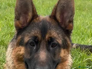 German Shepherd dogs Outstanding GSD male for sale - Advert 8