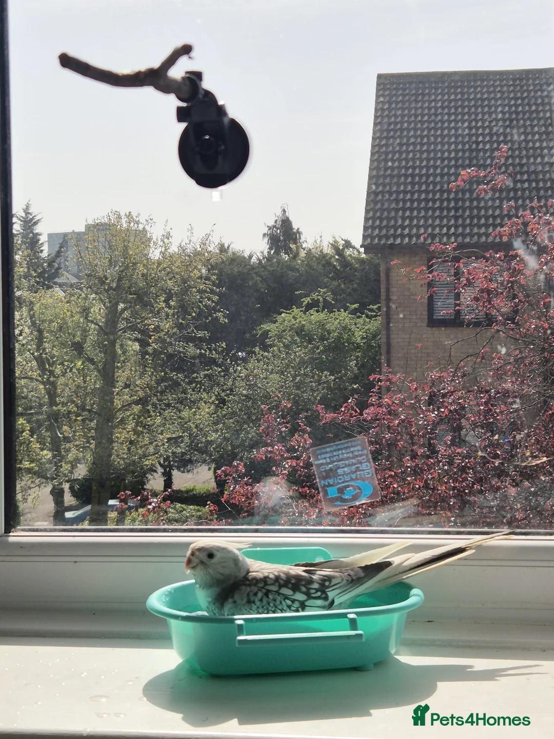 Cockatiels birds for sale: Very Tamed Playful Cockatiel in Northolt - Advert 2