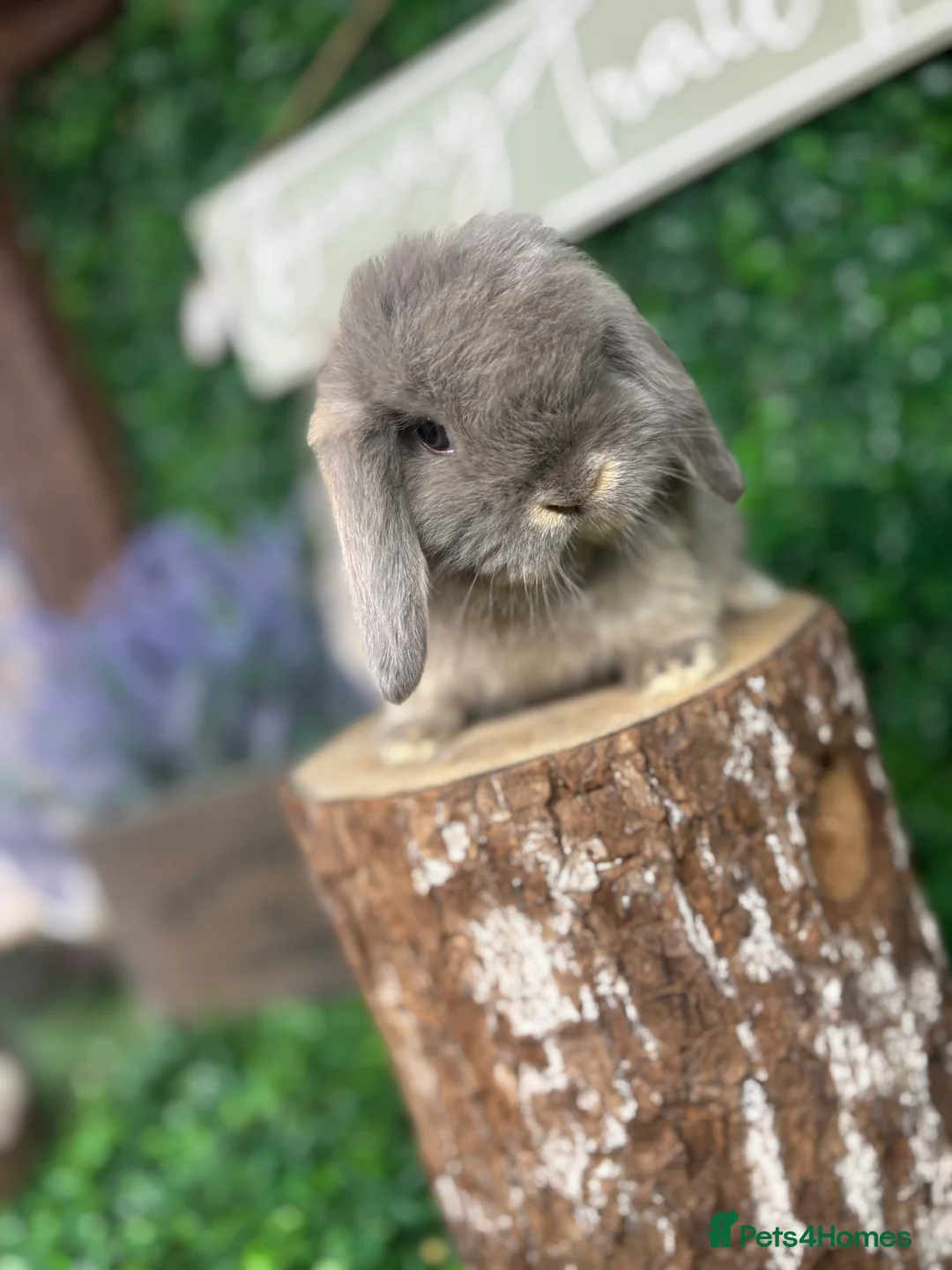 Mini Lop rabbits for sale: 🧡PEDIGREE MINILOPS🧡 - Advert 6