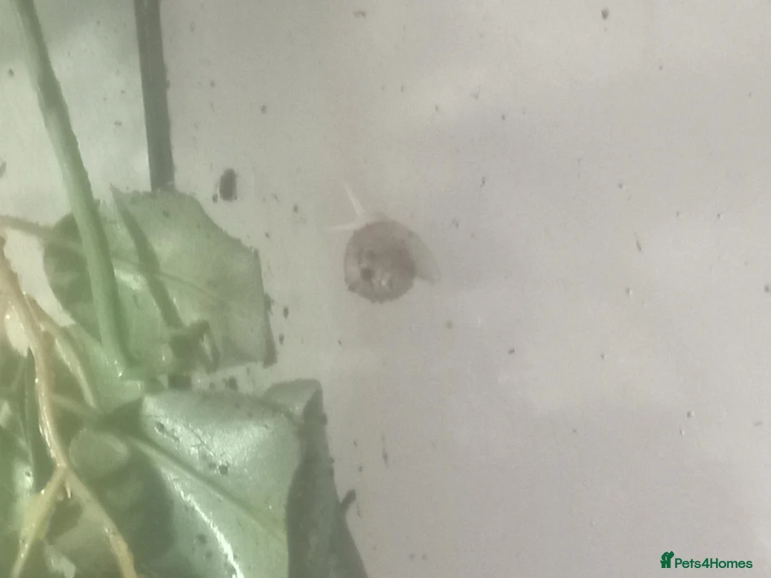 Snails invertebrates for sale: Baby Fulica albino giant African land snails  - Advert 8