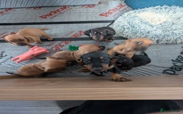 Dachshund dogs for sale: 5 week Old Dachshunds - Image 18